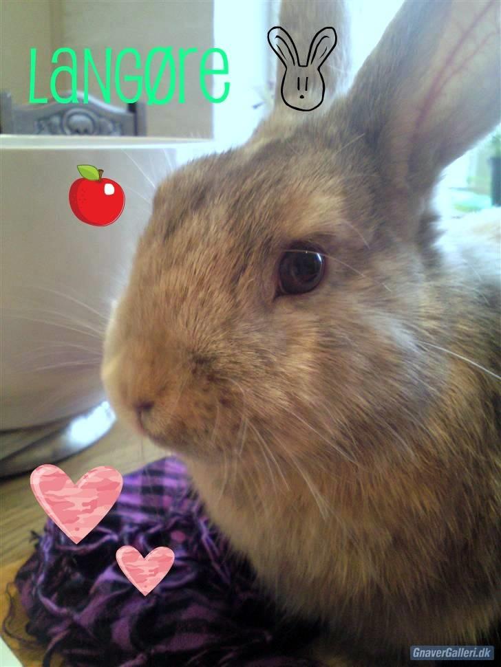 Kanin Langøre EFTERLYSES BORTLØBET!!! - lavet af mig stine billede 1