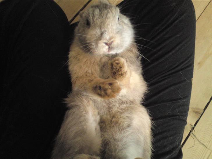 Kanin Langøre EFTERLYSES BORTLØBET!!! billede 2