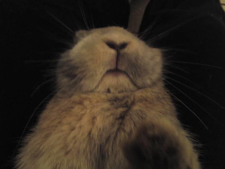 Kanin Langøre EFTERLYSES BORTLØBET!!! billede 3