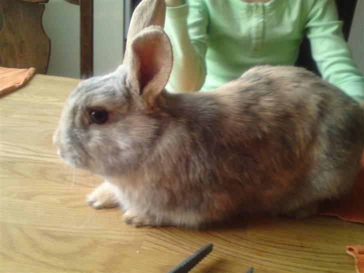 Kanin Langøre EFTERLYSES BORTLØBET!!! billede 4