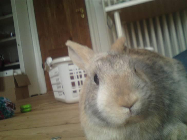 Kanin Langøre EFTERLYSES BORTLØBET!!! billede 5