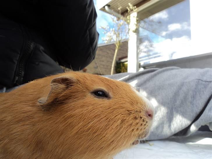 Marsvin Luna billede 3