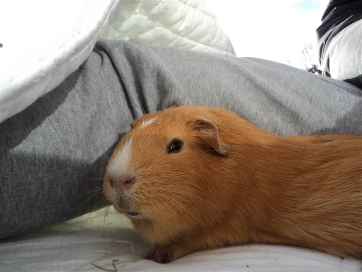 Marsvin Luna billede 4