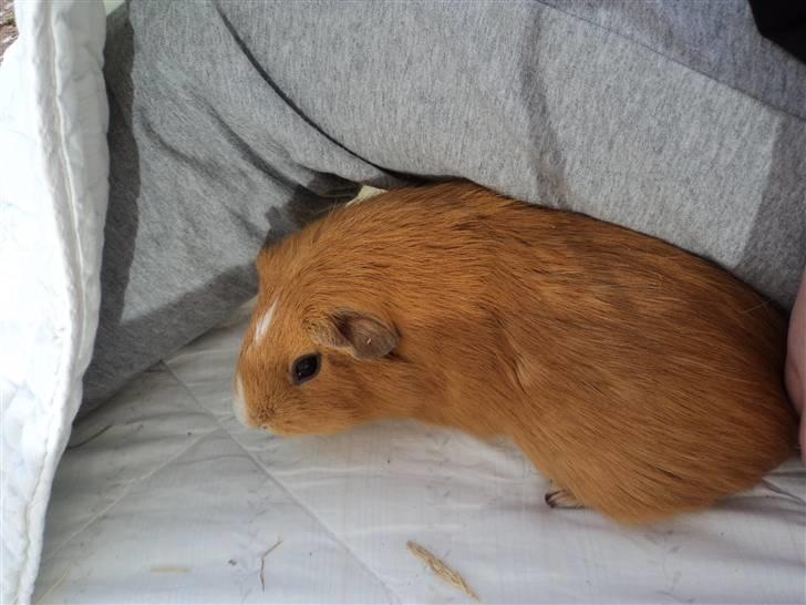 Marsvin Luna billede 5