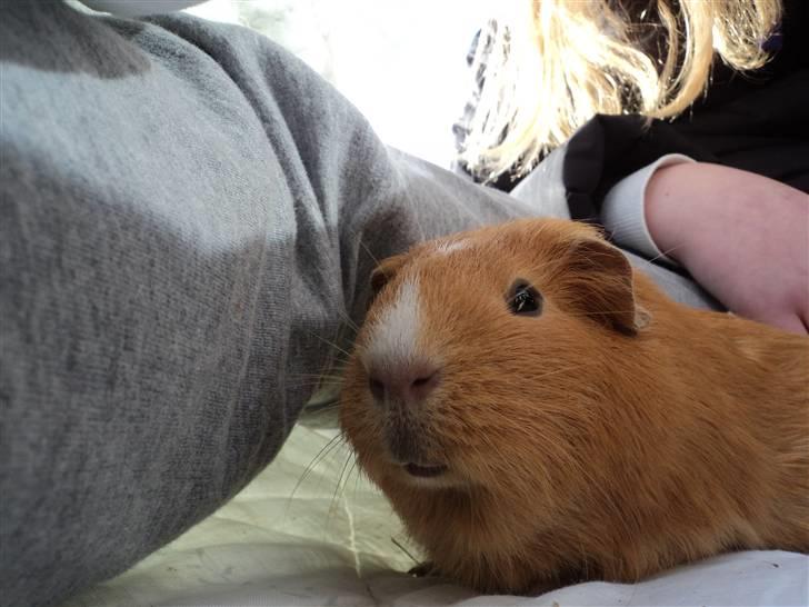 Marsvin Luna billede 6