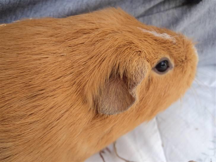 Marsvin Luna billede 7