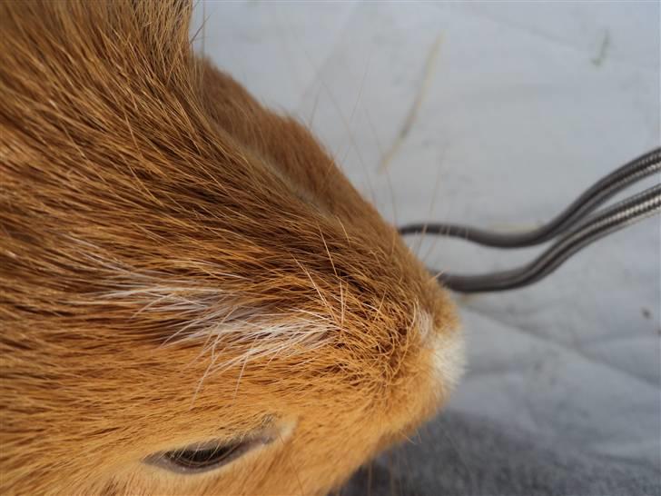 Marsvin Luna billede 8