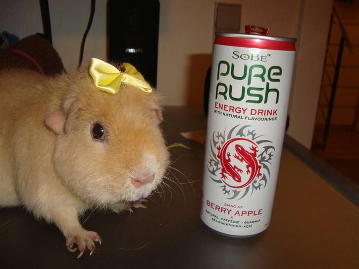 Marsvin Silvanis Juni billede 9