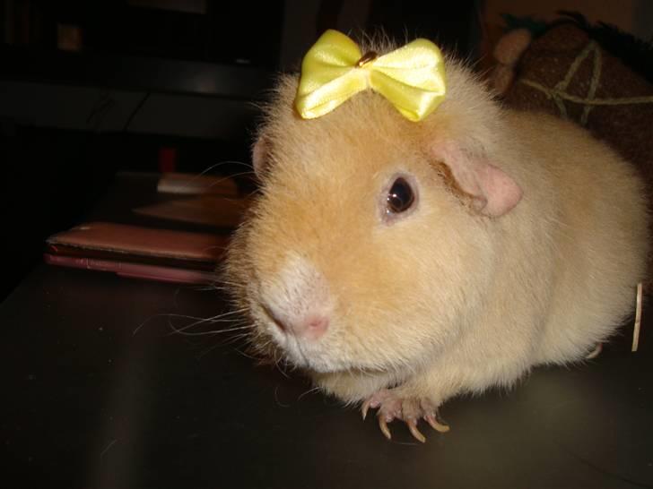 Marsvin Silvanis Juni billede 10