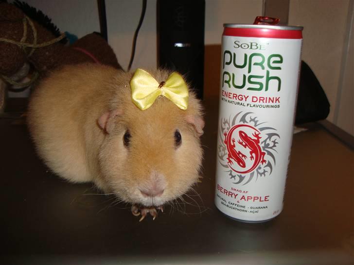 Marsvin Silvanis Juni billede 11