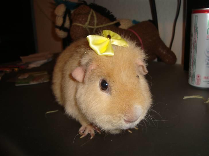 Marsvin Silvanis Juni billede 12