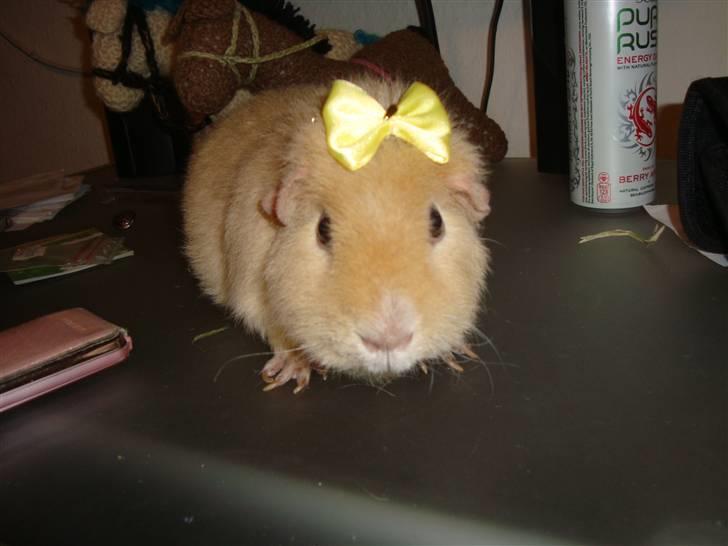 Marsvin Silvanis Juni billede 13