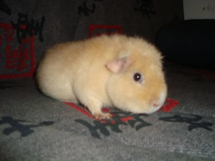 Marsvin Silvanis Juni billede 14