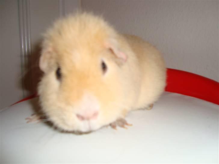 Marsvin Silvanis Juni billede 15