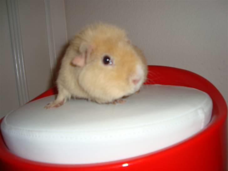 Marsvin Silvanis Juni billede 16