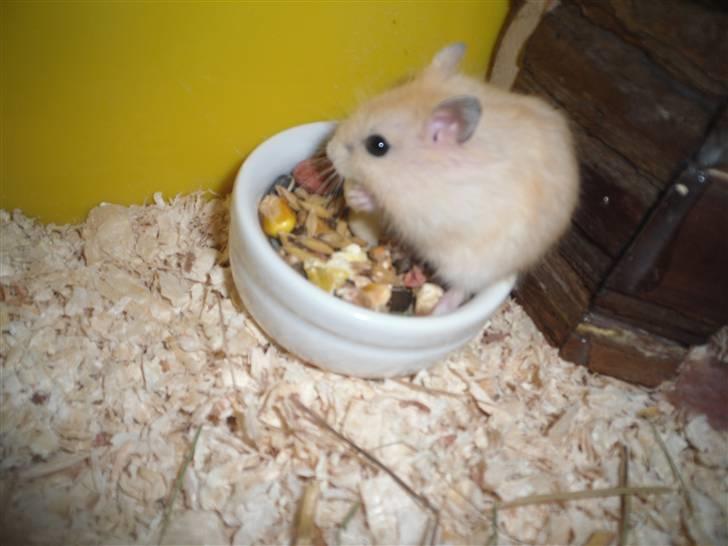 Dværghamster Chilli ( Basse )<3 ! billede 1