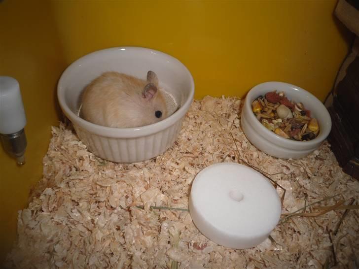 Dværghamster Chilli ( Basse )<3 ! billede 2