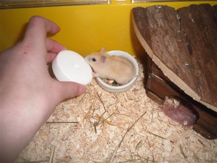 Dværghamster Chilli ( Basse )<3 ! billede 3