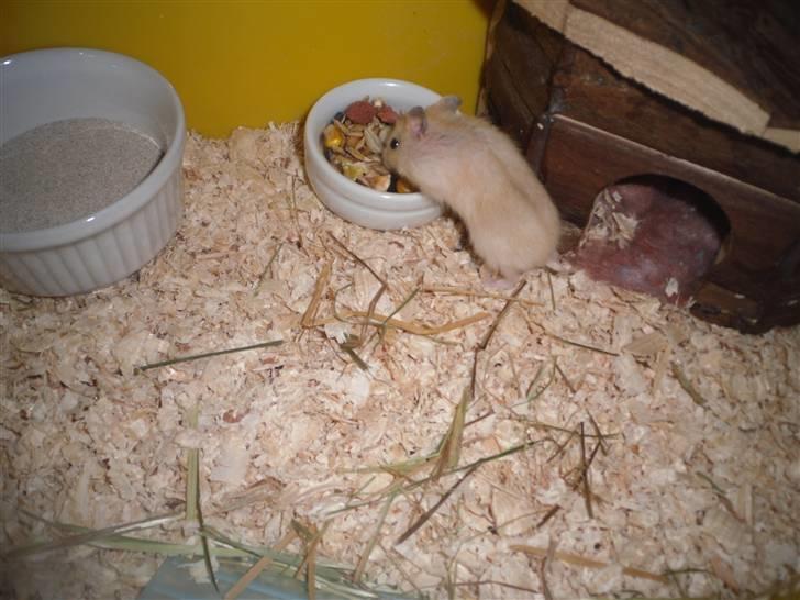 Dværghamster Chilli ( Basse )<3 ! billede 4