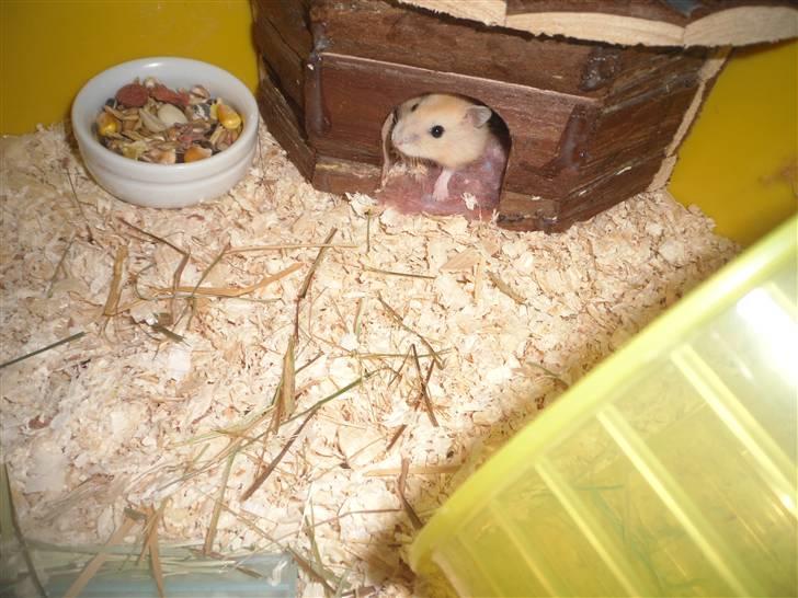 Dværghamster Chilli ( Basse )<3 ! billede 5