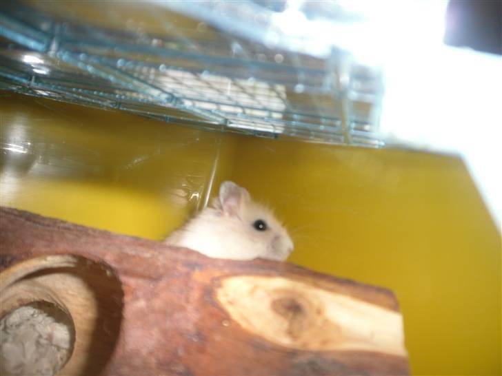 Dværghamster Chilli ( Basse )<3 ! billede 6