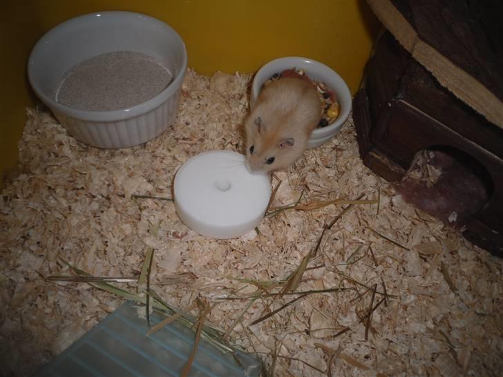 Dværghamster Chilli ( Basse )<3 ! billede 7