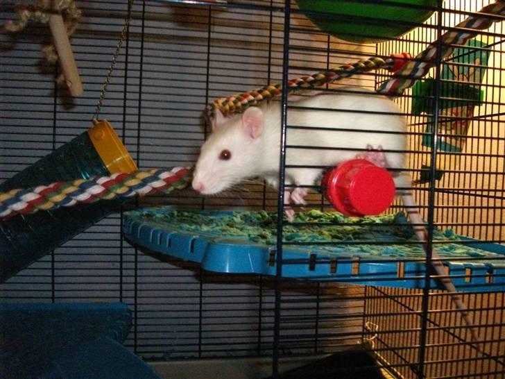 Tamrotte KA-Rodentry´s Toby billede 20