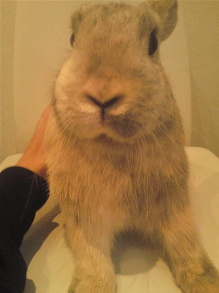 Kanin Langøre EFTERLYSES BORTLØBET!!! billede 6