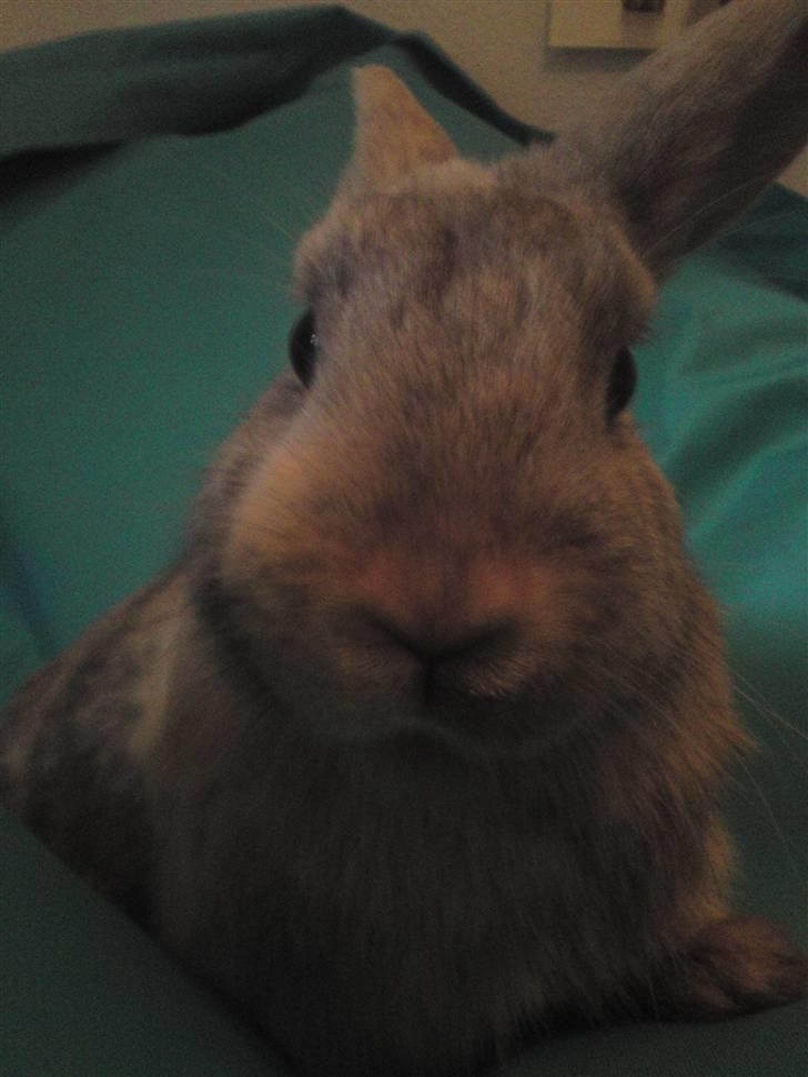 Kanin Langøre EFTERLYSES BORTLØBET!!! billede 7