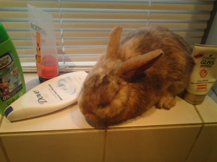 Kanin Langøre EFTERLYSES BORTLØBET!!! billede 8