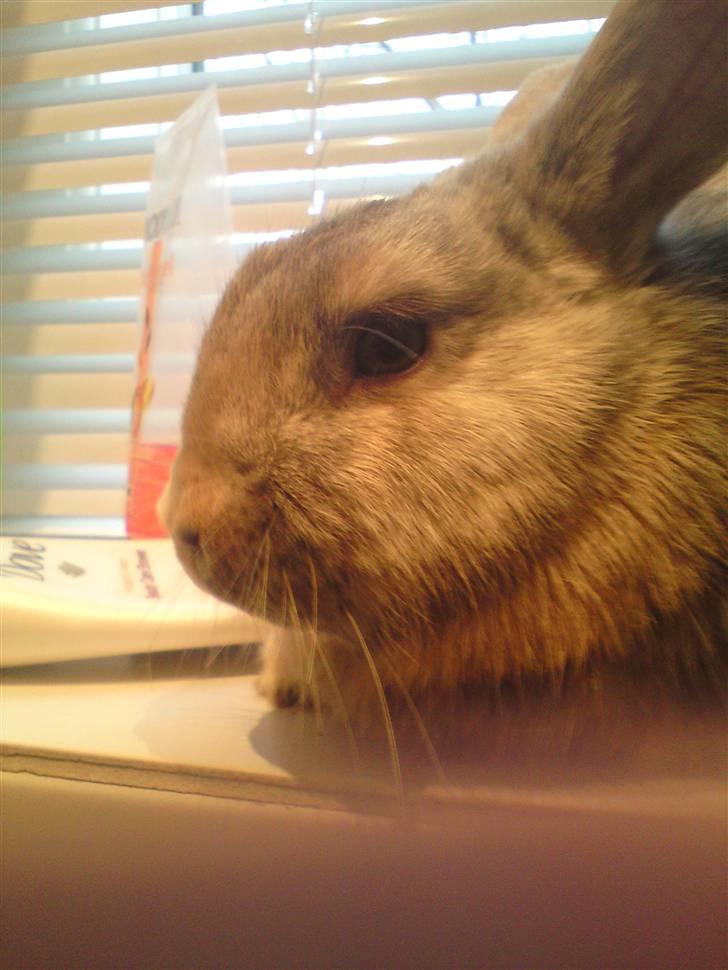 Kanin Langøre EFTERLYSES BORTLØBET!!! billede 9