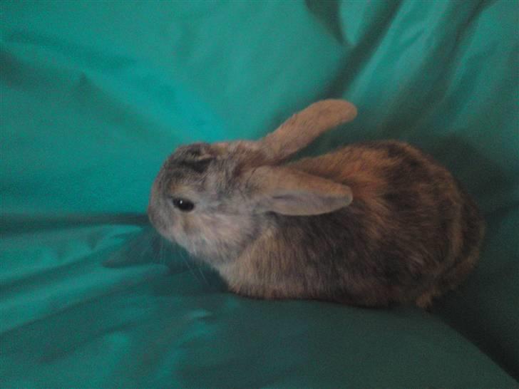 Kanin Langøre EFTERLYSES BORTLØBET!!! billede 10