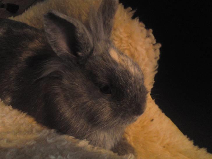 Kanin kahlua EFTERLYSES BORTLØBET!! - han kan bare ikke få nok af det lammeskind billede 4