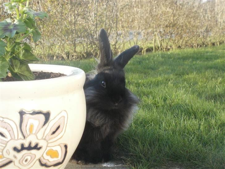 Kanin Prince Shadow | Keglen | Soulmate<3 billede 2