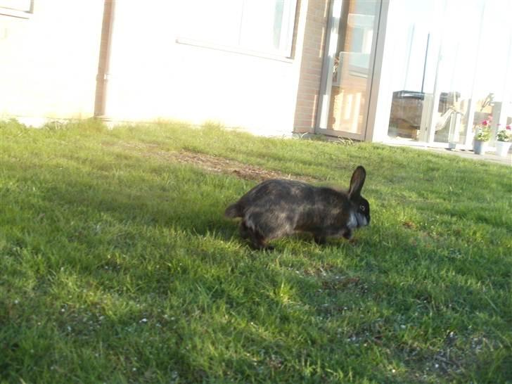 Kanin Prince Shadow | Keglen | Soulmate<3 billede 3