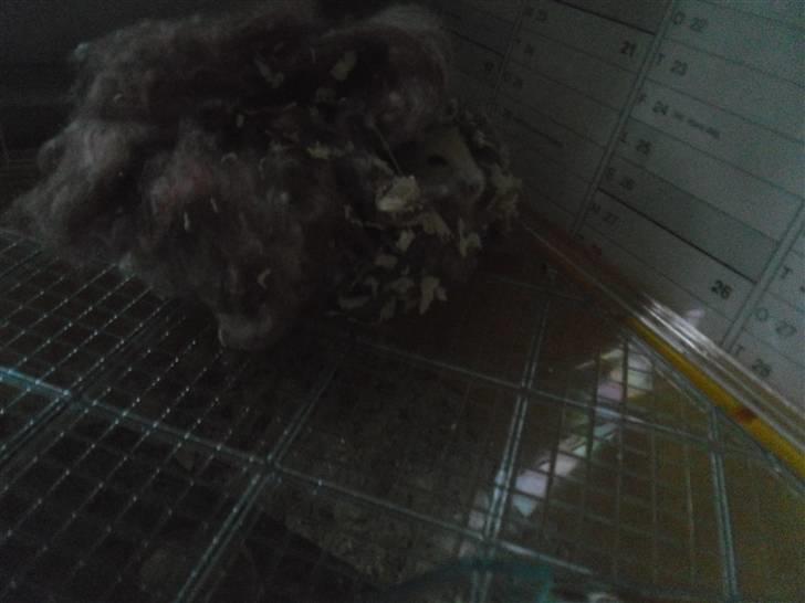 Dværghamster Chilli ( Basse )<3 ! billede 8