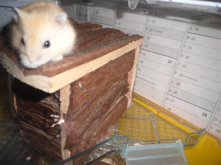 Dværghamster Chilli ( Basse )<3 ! billede 9