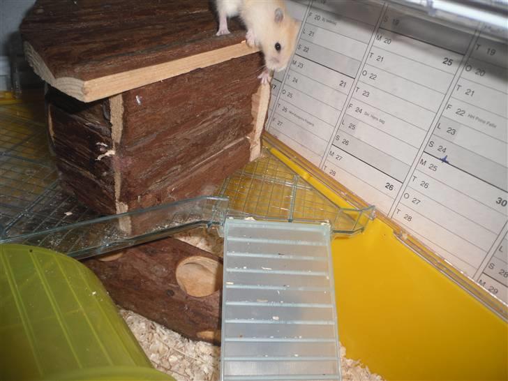 Dværghamster Chilli ( Basse )<3 ! billede 10