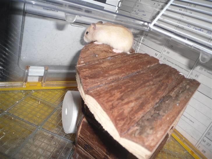 Dværghamster Chilli ( Basse )<3 ! billede 11