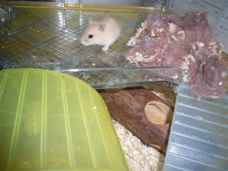 Dværghamster Chilli ( Basse )<3 ! billede 12