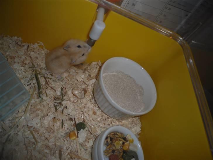 Dværghamster Chilli ( Basse )<3 ! billede 13