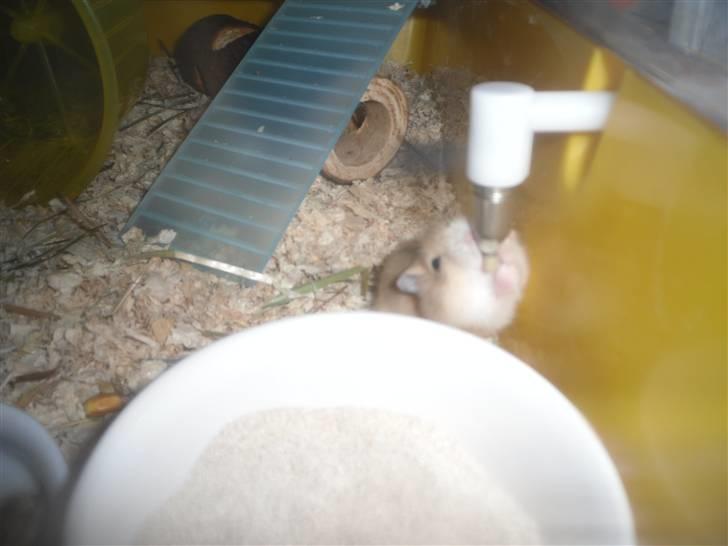 Dværghamster Chilli ( Basse )<3 ! billede 14