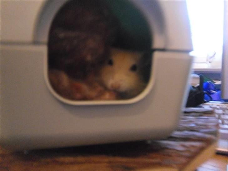 Dværghamster Chilli ( Basse )<3 ! billede 15