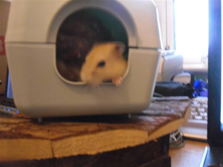 Dværghamster Chilli ( Basse )<3 ! billede 16