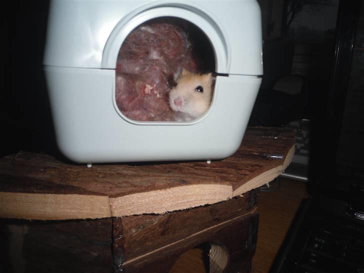 Dværghamster Chilli ( Basse )<3 ! billede 17