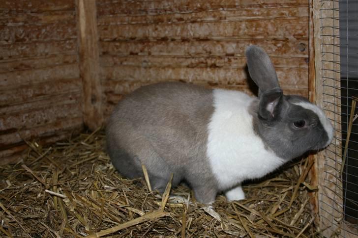 Kanin Company billede 10