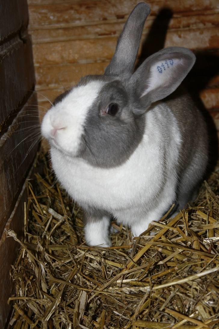 Kanin Company billede 11