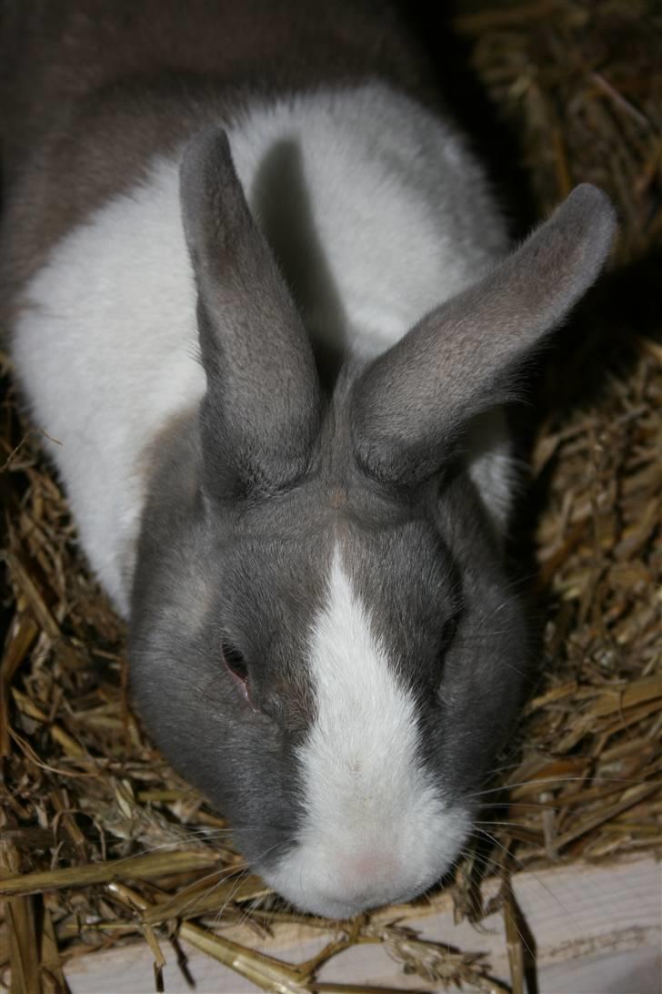 Kanin Company billede 12