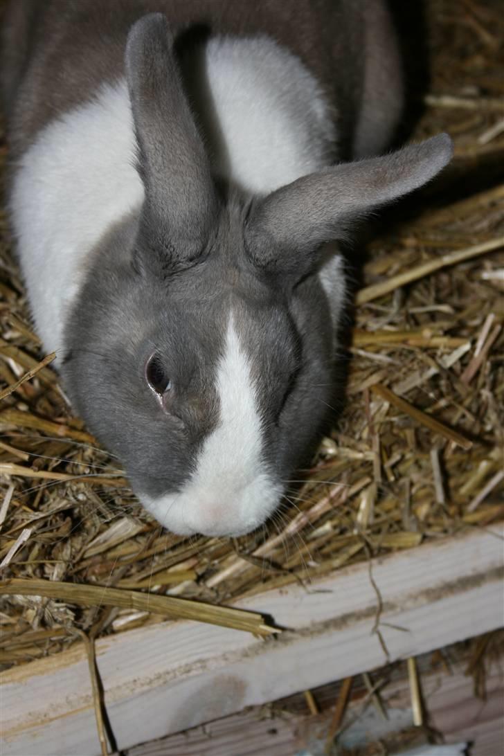 Kanin Company billede 13