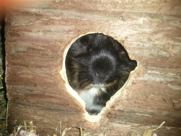 Marsvin Saga - tit tit billede 9